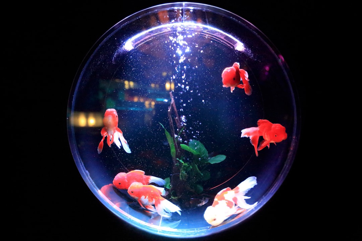 Pisces and Scorpio Compatibility 2026 รขโฌโ Love, Friendship & Business Insights