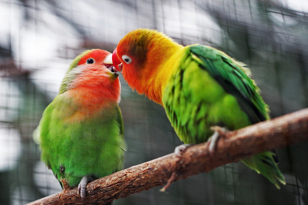 Scorpio and Pisces Compatibility 2026 รขโฌโ Love, Friendship & Business Insights