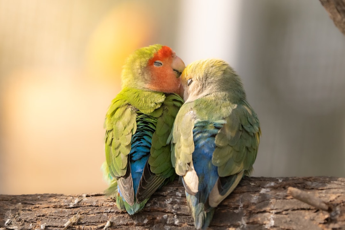 Virgo and Virgo Compatibility 2026 รขโฌโ Love, Friendship & Business Insights