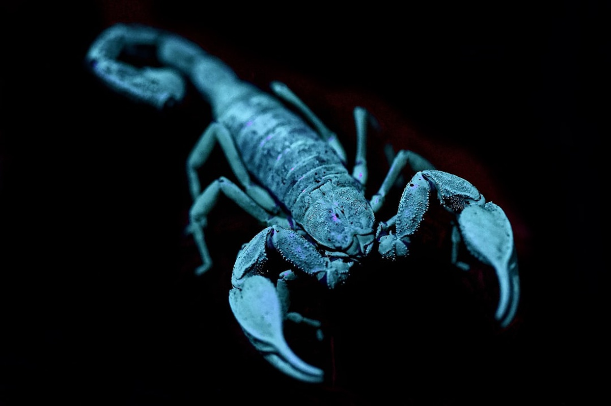 Scorpio and Scorpio Compatibility 2026 รขโฌโ Love, Friendship & Business Insights