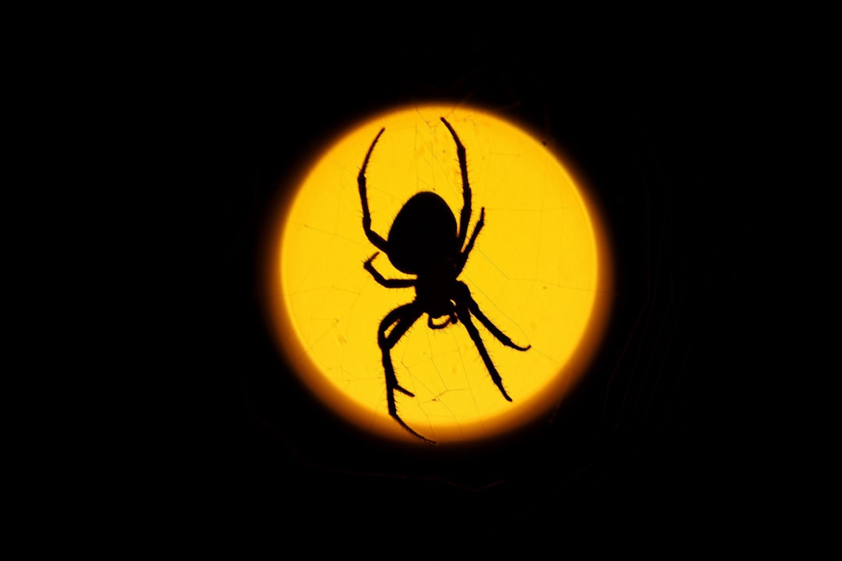 Virgo and Leo Compatibility: Friendship, Love & Business